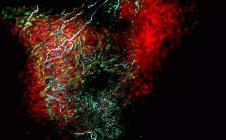 کشف یک سلول جدید در قلب