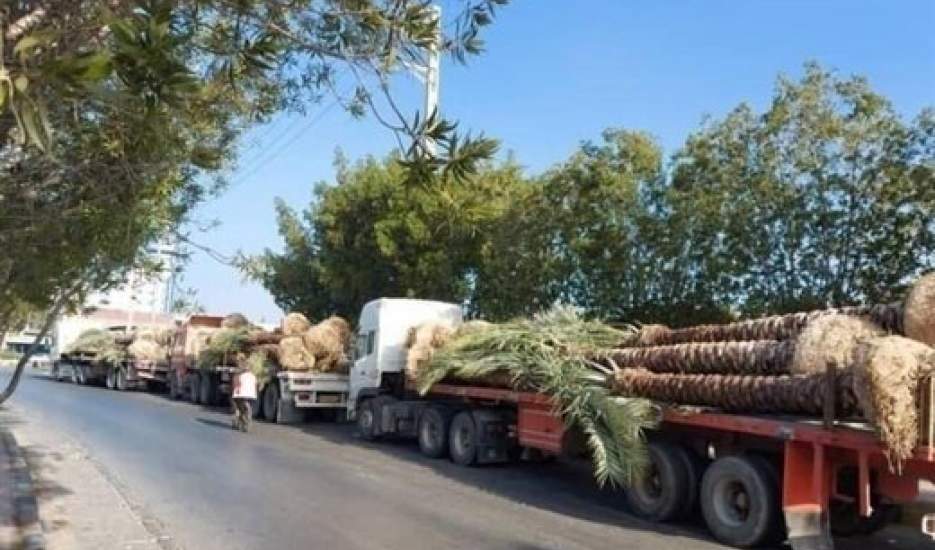 نخل های صادراتی ایران به قطر برگشت خوردند