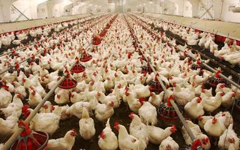 فعال اقتصادی: مرغ روی دست مرغداران باد کرد