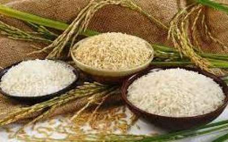 توزیع ۱۰۰ هزار تن برنج وارداتی برای تنظیم بازار
