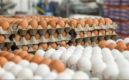 سود اختلاف قیمت تخم‌مرغ در بازار به جیب چه کسانی می رود؟