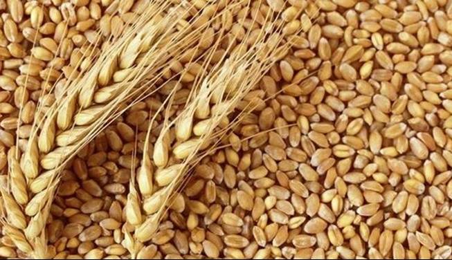 کاهش 25 دلاری قیمت گندم در بازارهای جهانی