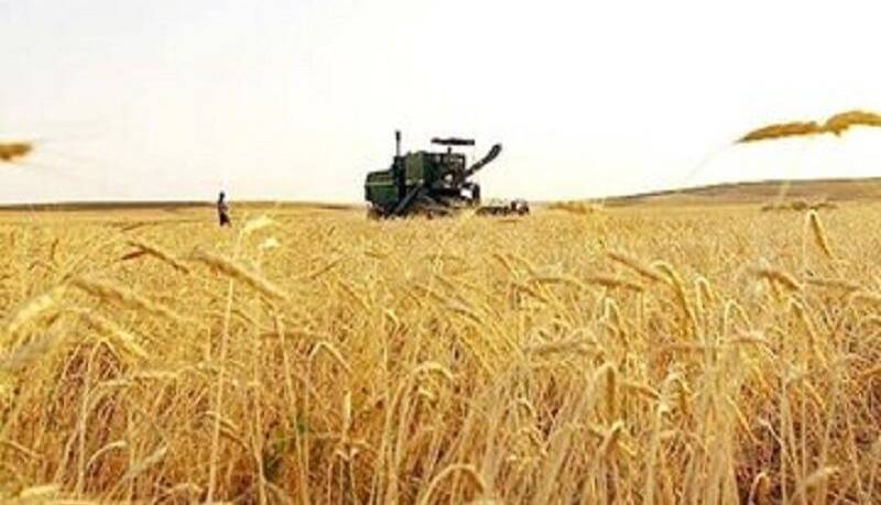 بانک جهانی: گندم پیشتاز گرانی در جهان است