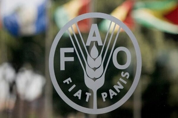 فائو اعلام کرد: بازگشت اندک قیمت برخی اقلام غذایی