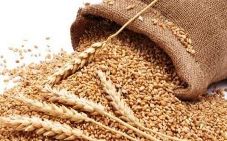 دولت هند صادرات گندم را ممنوع اعلام کرد