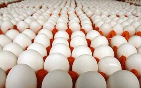 صادرات تخم مرغ به صورت محدود ادامه دارد؛ قیمت تخم مرغ اعلام شد
