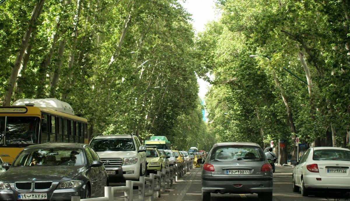 مرگ ۵۲ هزار چنار تهران در سکوت؛ هر درخت یک میلیارد تومان