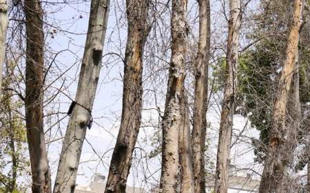 جریمه 3 میلیاردی برای خشک کردن درختان در نیاوران