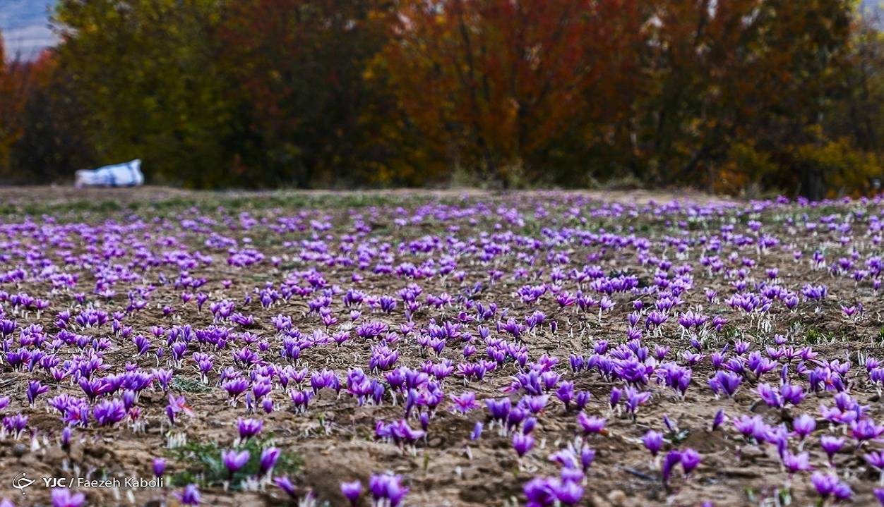 موانع صادرات جانی دوباره به قاچاق زعفران داد