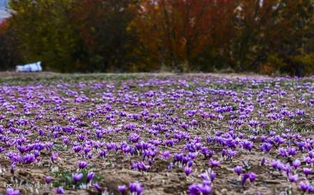 موانع صادرات جانی دوباره به قاچاق زعفران داد