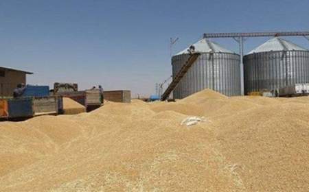 سبقت معنادار رشد تولید و خرید گندم ایران از میانگین جهانی