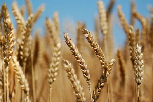 افزایش پنج درصدی قیمت گندم در بازار جهانی