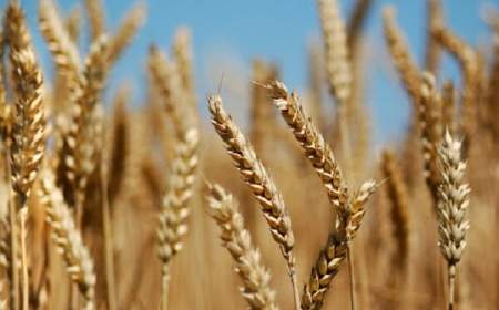 افزایش پنج درصدی قیمت گندم در بازار جهانی
