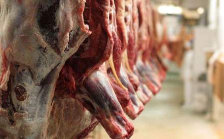 تاثیر محسوس صادرات و قاچاق دام بر بازار گوشت؛ قیمت دام زنده اعلام شد