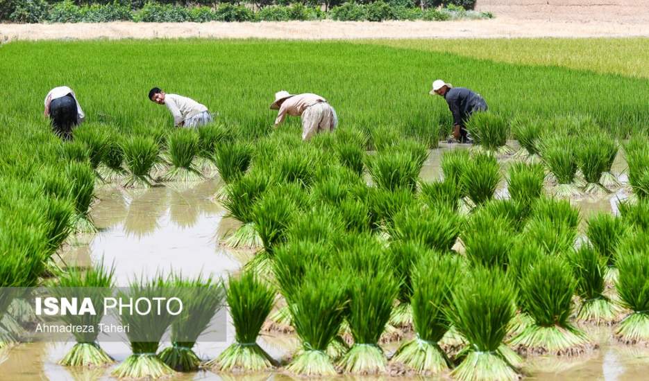 شرایط بحران برنج کاری  