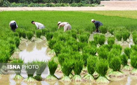شرایط بحران برنج کاری