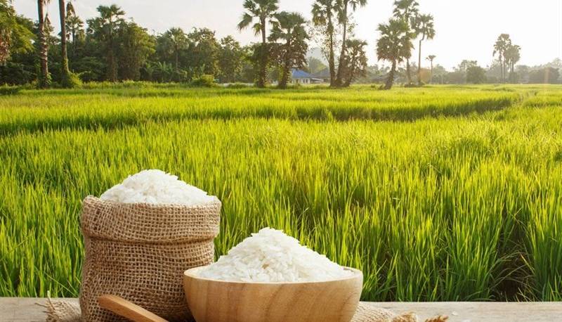 ممنوعیت واردات برنج لغو شده است؟