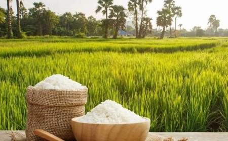 ممنوعیت واردات برنج لغو شده است؟