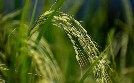 اعلام نرخ جدید خرید توافقی برنج پرمحصول