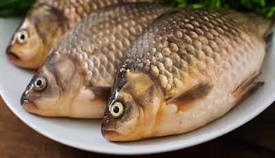 آلودگی باکتریایی خطرناک در ماهی تیلاپیا شناسایی شد