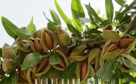 صفر تا صد خرید و کاشت نهال های بادام