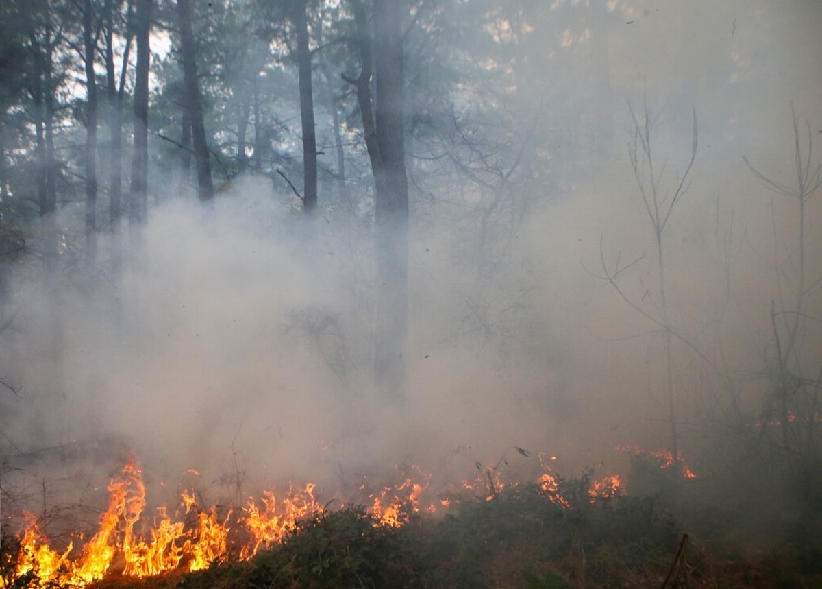 جنگل کلاردشت آتش گرفت