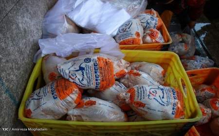 رئیس اتحادیه: قیمت مرغ تا پایان سال تغییری ندارد